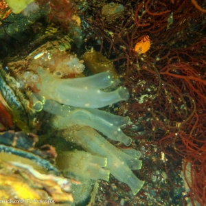 20220729 Doorschijnende zakpijp (Yellow sea squirt - Ciona intestinalus) bij de Mosselplaat op het Veerse Meer